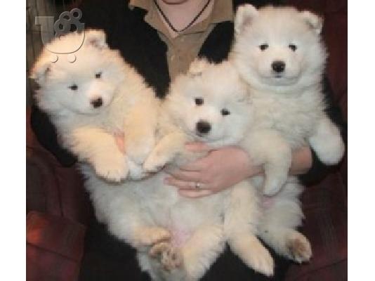 Όμορφα υγιή Samoyed κουτάβια
